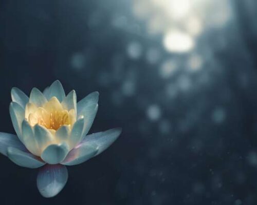 lotus-meditation-yoga-nidrazen-aimeliore